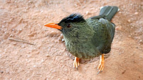 Close-up of bird