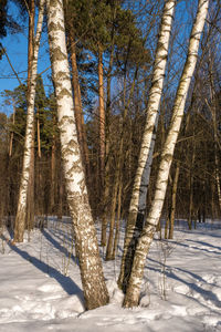 Bare trees on snow covered land