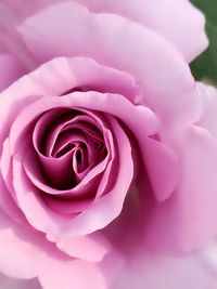 Close-up of pink rose