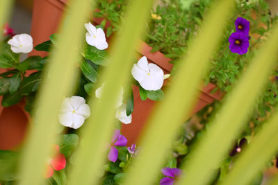 Close-up of flowers blooming outdoors