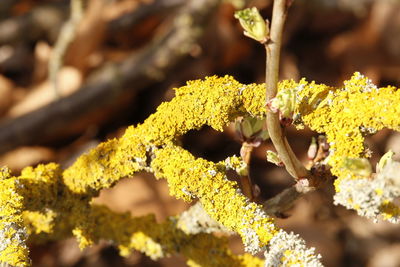 Close-up of yellow flowers