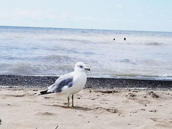 Seagull on beach by sea against sky