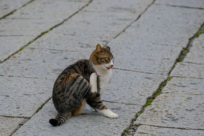 Cat sitting on footpath