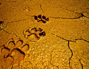 Close-up of paw prints on wet sand