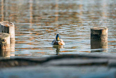 Mallard duck swimming in lake