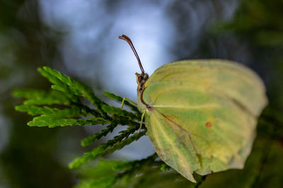 Close-up of butterfly on leaves