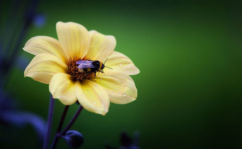 Close-up of insect pollinating on yellow daisy