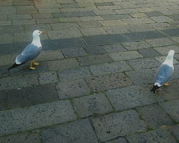 Birds on railing