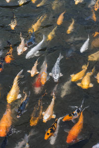 Koi carp in the lake