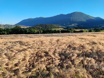 Scenic view of field against clear sky