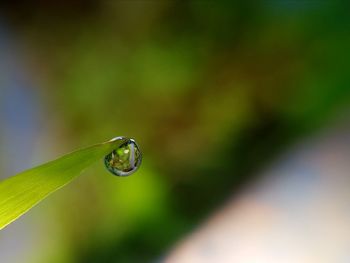 Close-up of water drop on leaf