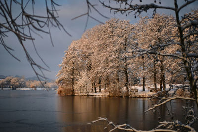 Bare tree by lake against sky