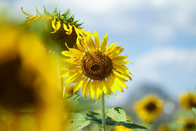 Close-up of yellow flowering plant