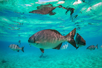 Bermuda chubb fish in caribbean