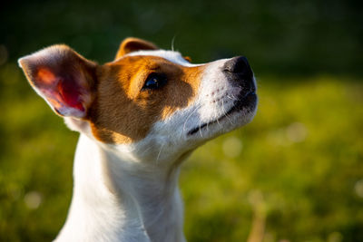 Close-up of dog looking away