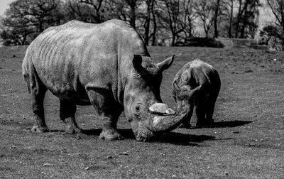 Rhinoceros standing on field