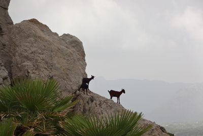 Goats on mountain against sky