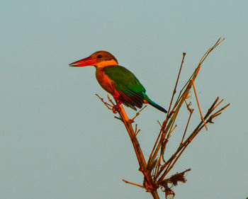 Close-up of bird perching on tree against clear sky