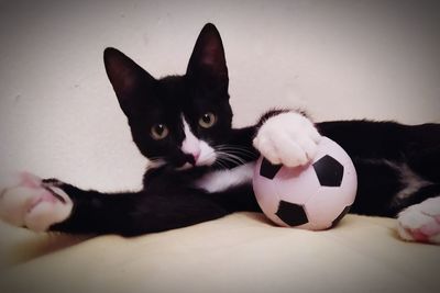 Close-up portrait of cat with ball on blanket