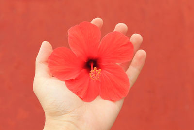 Close-up of hand holding red flower
