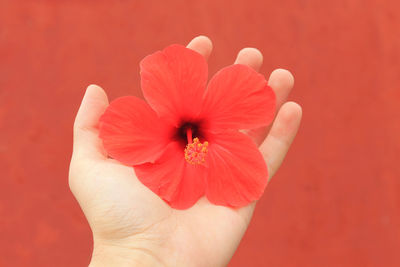 Cropped hand holding hibiscus against red background