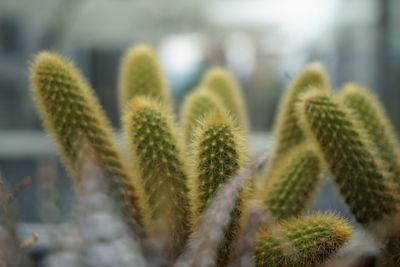 Close-up of cactus plant