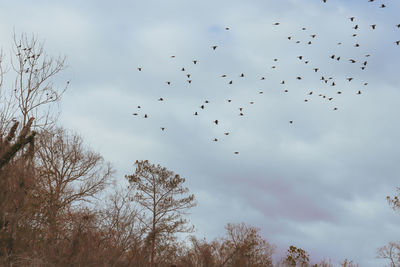 Low angle view of birds flying in sky