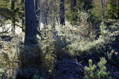 Trees in forest during winter