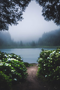 Trees by lake against sky