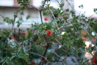 Close-up of red flowers on tree