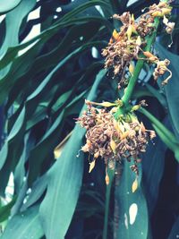 Close-up of yellow flowers on plant