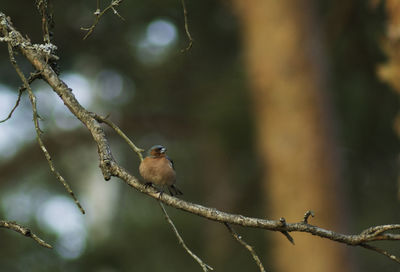 Bird perching on twig