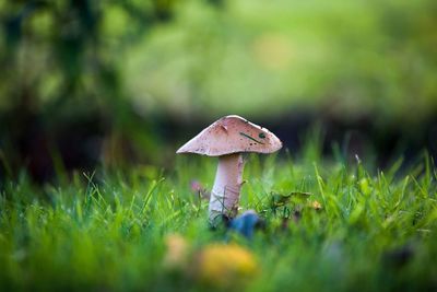 Close-up of mushroom growing on grassy field