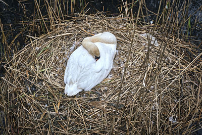 High angle view of swan in nest