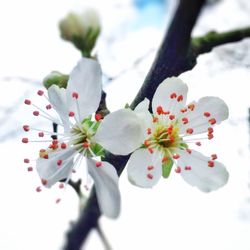 Close-up of white flower