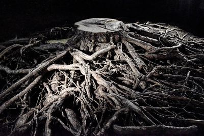 High angle view of tree roots