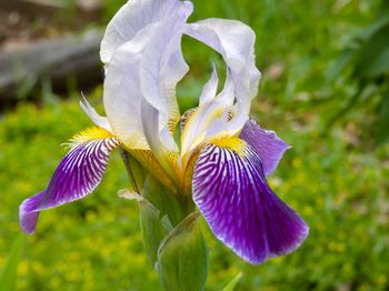 Close-up of purple iris