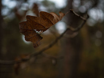 Close-up of leaf in forest during autumn