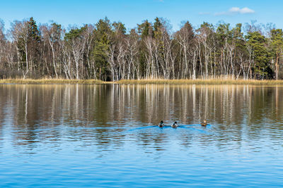 Birds in calm lake