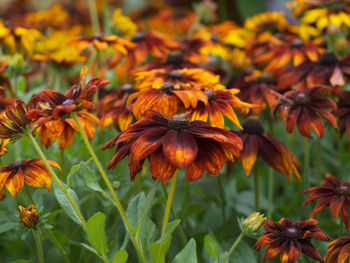 Close-up of orange flowering plant