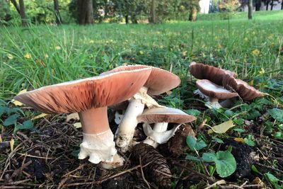 Close-up of mushroom growing in forest