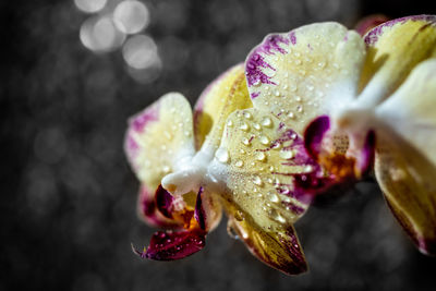 Close-up of wet purple rose flower