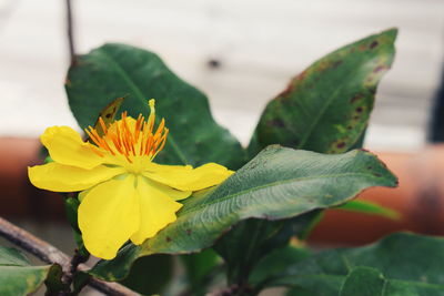 Close-up of yellow flower