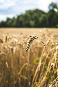 Close-up of stalks in field