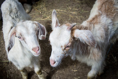 Close-up portrait of sheep