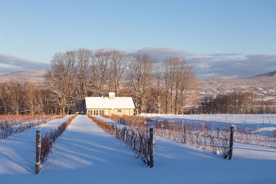 Bare trees on snow covered field against sky