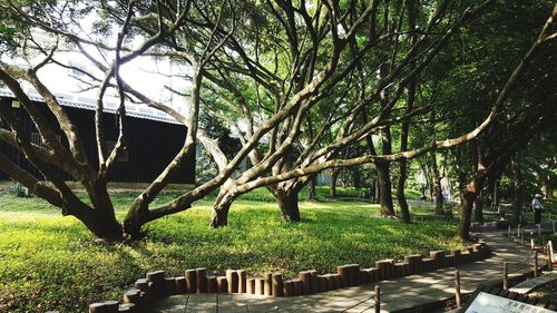 Trees on field