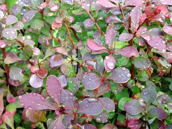 Close-up of water drops on leaves