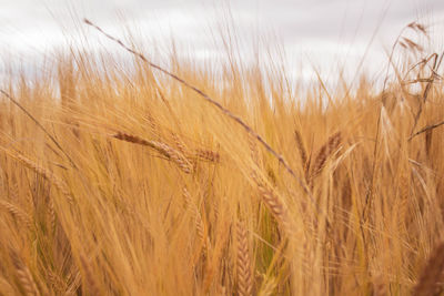 Close-up of wheat field against sky