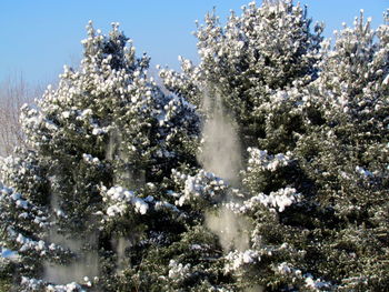 Low angle view of tree against blue sky